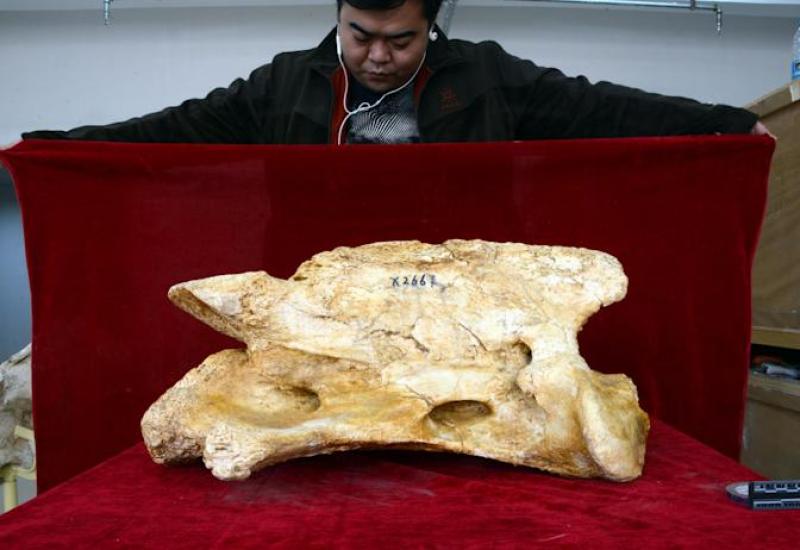  Kina: Otkriveni fosili izumrle vrste sisara koja je bila teška 21 tonu